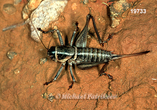 Stevenson's Shieldback (Pediodectes stevensonii)